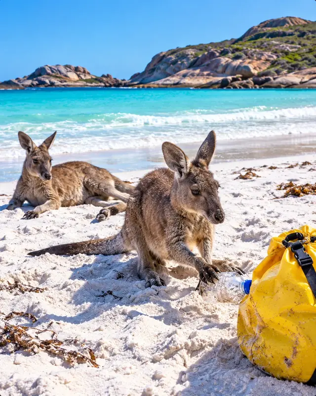 Kangaroos on the white sand of Lucky Bay beside a litter bag.